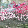 源平桃が咲きました(^○^)