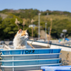 東北東部東離島のねこさん