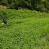 ６月２８日の活動報告～草取り、田植え～