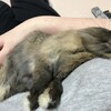 とろけるうさぎ