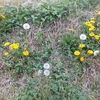 タンポポの花が綿毛に変わる？　アラ古希にして初めて知る(^^;