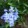 庭の花