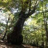 秋晴れの西大台へ。紅葉はこれから（10/10）