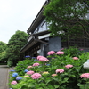 府中郷土の森博物館【あじさいまつり】～写真散歩～2023/５月