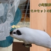 こまちゃん誤飲！？〜モルモットの誤飲とは？〜