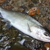 釣りの上手さを考える