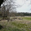 山茱萸 (サンシュユ) が咲いた