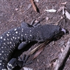  ドクトカゲ Guatemalan beaded lizard