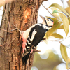 秋ヶ瀬公園でアカゲラを観察