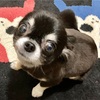 犬も猫を真似る？シェリーの奇妙な仕草の理由