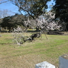 八代松井神社の臥竜梅、今年は少し勢いが良いようです。