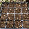 うさぎが好きなアブラナ科の野菜をミラクルに？育てる