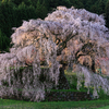 朝の又兵衛桜