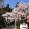 国宝 大崎八幡宮 桜と和歌山