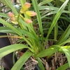 我が家の鉢植え（冬のつづき）