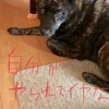 甲斐犬サン、本日のNEW！に戦慄するの巻〜ｶﾞｶﾞｶﾞ━Σ(llﾟωﾟ(llﾟдﾟll)ﾟ∀ﾟll)━ﾝ!!!