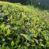 カットした芽を利用した白茶づくり