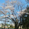 町田市立つくし野セントラルパークの桜