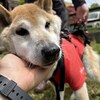 老犬ホームあん｜新人さん 夢太郎^^