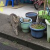 逃げ猫