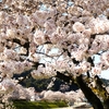 斐伊川堤防桜並木に咲いていた桜  ③（島根県雲南市木次町）
