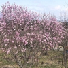 春の花木・花壇の花