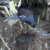 大堀川周辺の野鳥＿バン（鷭）・・その２