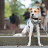 お願いしていない番犬のお仕事。