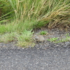 Uinta Ground Squirrel at Tower/Roosevelt