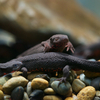 アカハライモリ Cynops pyrrhogaster 