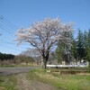 本日の桜