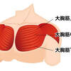 お世話になっている筋肉　『大胸筋編』part1