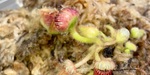 セファロタス成長記録=2026/9月30日 #食虫植物 #icos #BGM #ボカロ #初音ミク