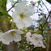 【アドエスphoto】アドベンチャーワールドで桜