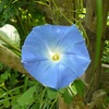 台湾朝顔の青い色