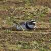 野鳥三点セット