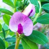 2月のヤハズエンドウの花
