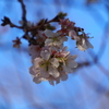 続十月桜/大乗寺丘陵公園(後編）