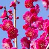 紅梅と河津桜