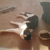今月のねこ。