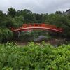 京都　雨の神泉苑　一人の朝