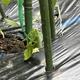 オクラ4本植えの試練　～倒れた1本とダンゴムシ容疑者～