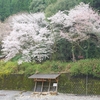 桜満開の川湯共同露天風呂