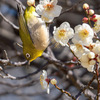 春近し　今年も梅にメジロがやってきました【ウメジローこんにちは】