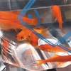 ビオトープで金魚（小赤）を飼育する過程