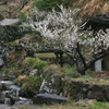 棚田に咲く梅の花