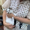 里親さんを待っている仔猫です(成田市中台)