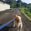 岡崎市の「もろこしうどん」とダイエット。
