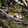 朝霧高原の野鳥