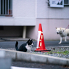 地元住宅街のねこさん